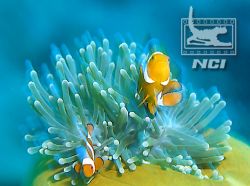 clownfish and anenomie host slow shutter
speed 35mm slid... by Justin Bauer 